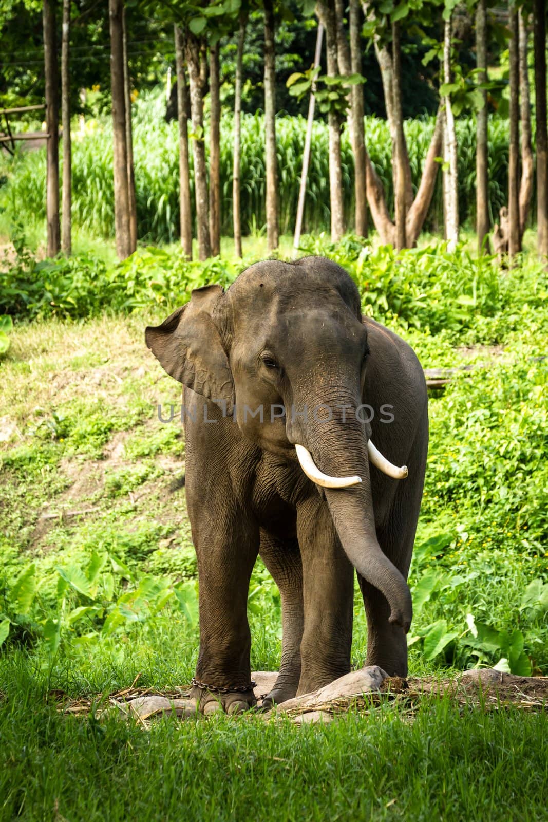 CHIANG MAI, THAILAND - June 14, 2012: Mature male bull elephant with long tusks stands in the middle of the forest in the jungle of Chiang Mai. There are many conservation park in Chiang Mai.