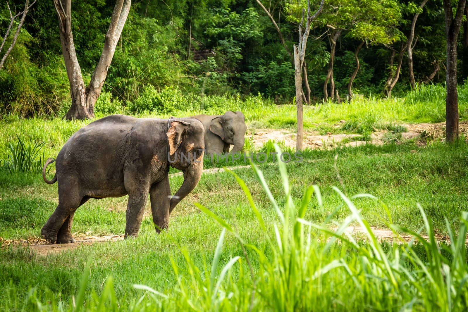 CHIANG MAI, THAILAND - June 14, 2012: Elephants stands in the middle of the forest in the jungle of Chiang Mai looking into distance. There are many conservation park in Chiang Mai.