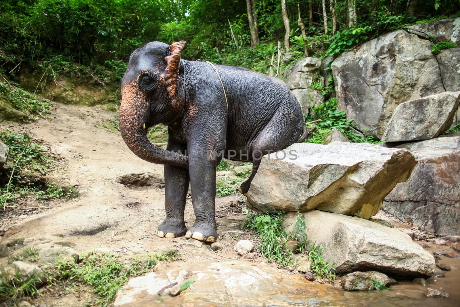 CHIANG MAI, THAILAND - June 14, 2012: Mature female elephant sits on a boulder scratches its bottom. There are many conservation park in Chiang Mai.