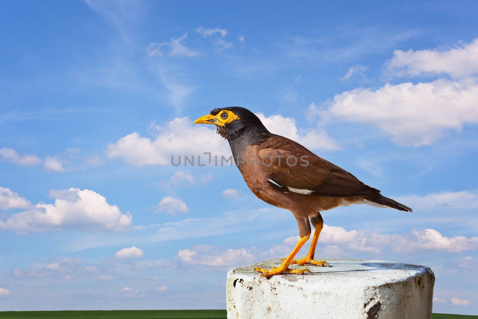 Common mynah bird by pzaxe