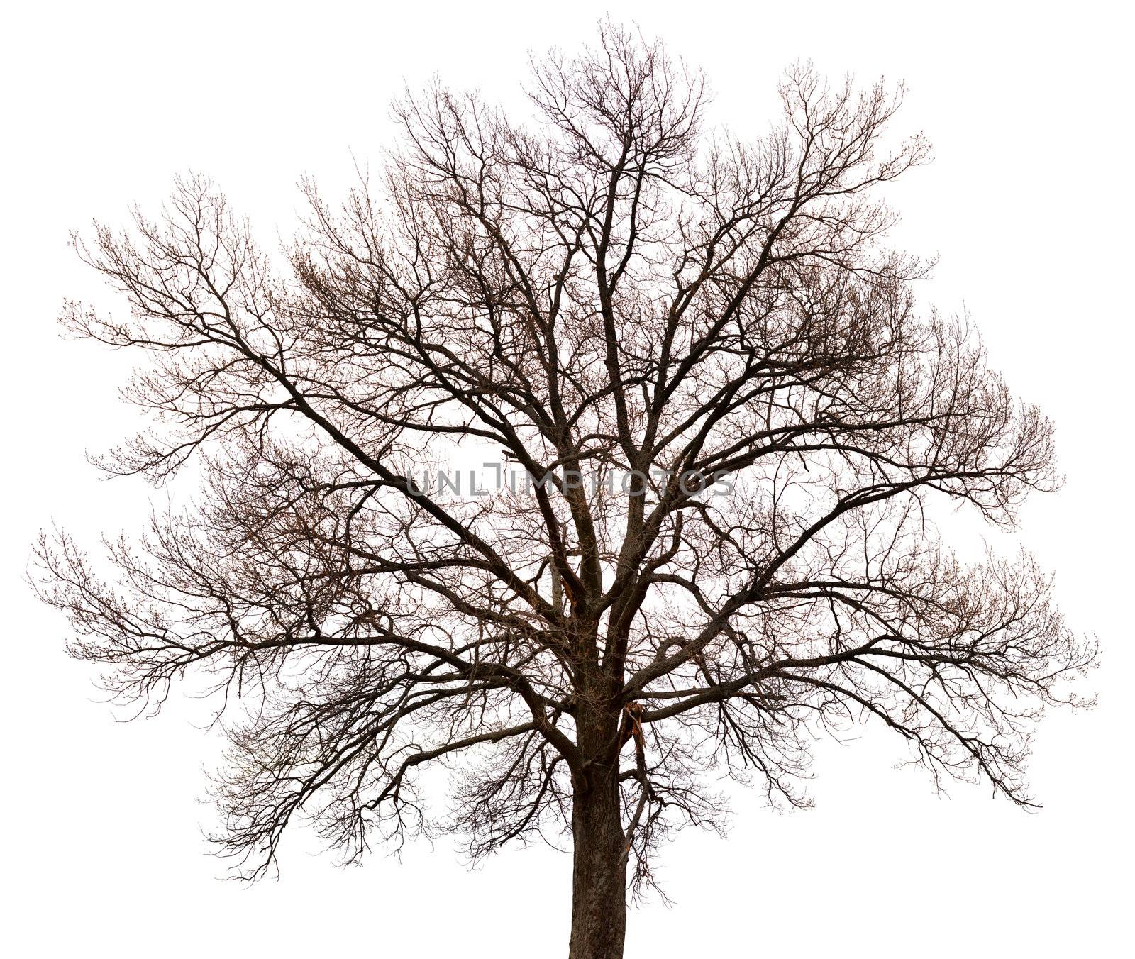 A silhouette of a tree isolated on white background