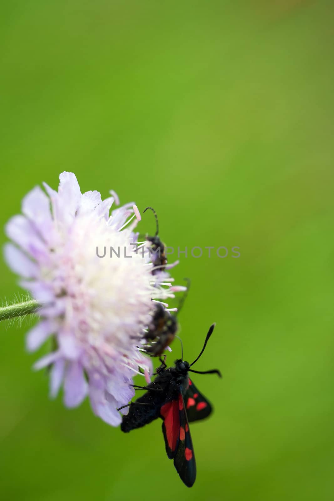 Black butterfly sitting on wildflower