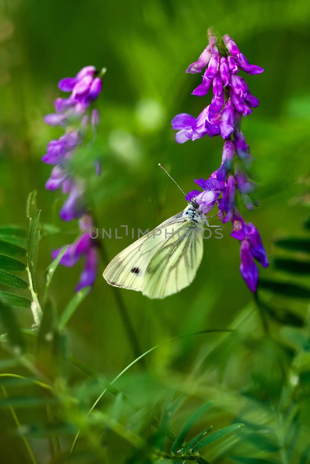 Yellow butterfly sitting on wildflower