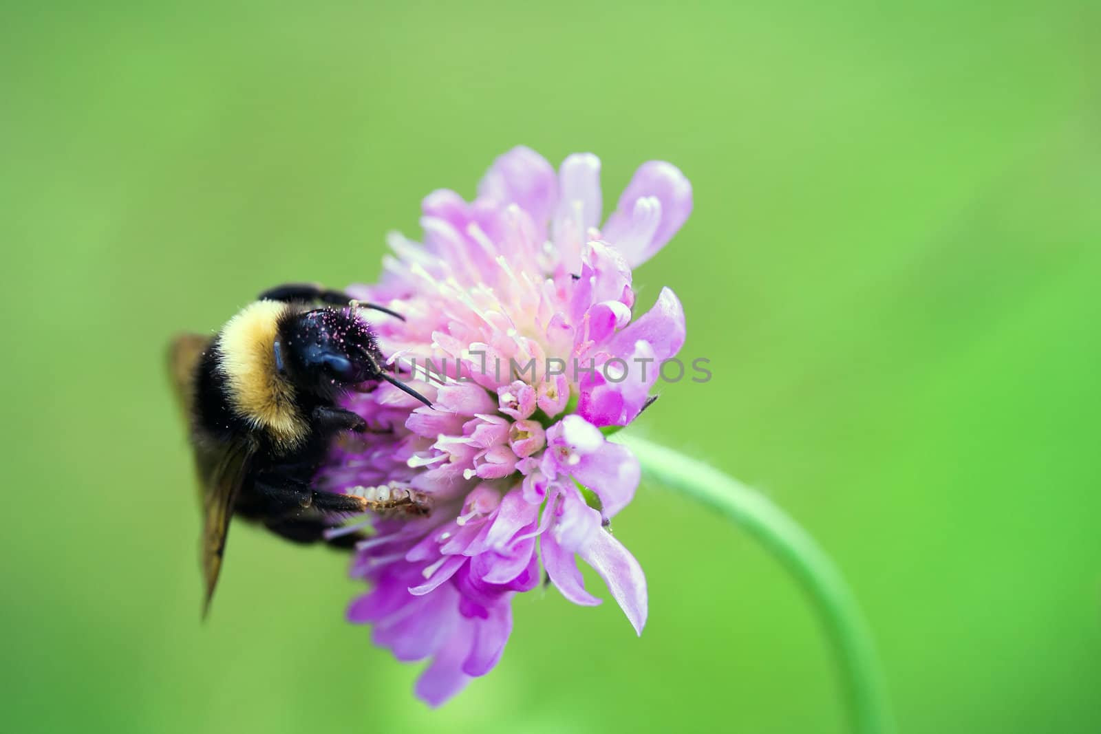 Bumblebee with pollen sitting on flower