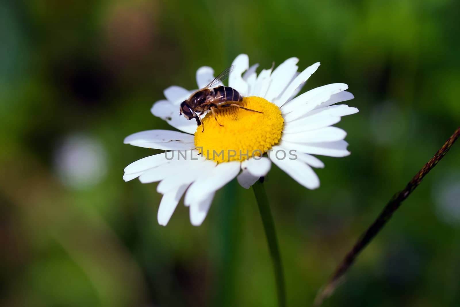 Wasp sitting on wild flower