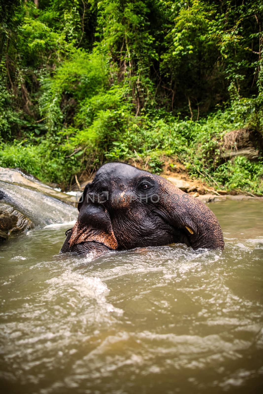 Elephant sits in the middle of the waterfall, river by hangingpixels