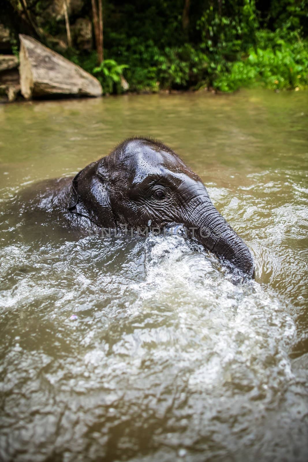 CHIANG MAI, THAILAND - June 14, 2012: Baby elephant plays in the middle of the waterfall, river with its head poking out. There are many conservation park in Chiang Mai.