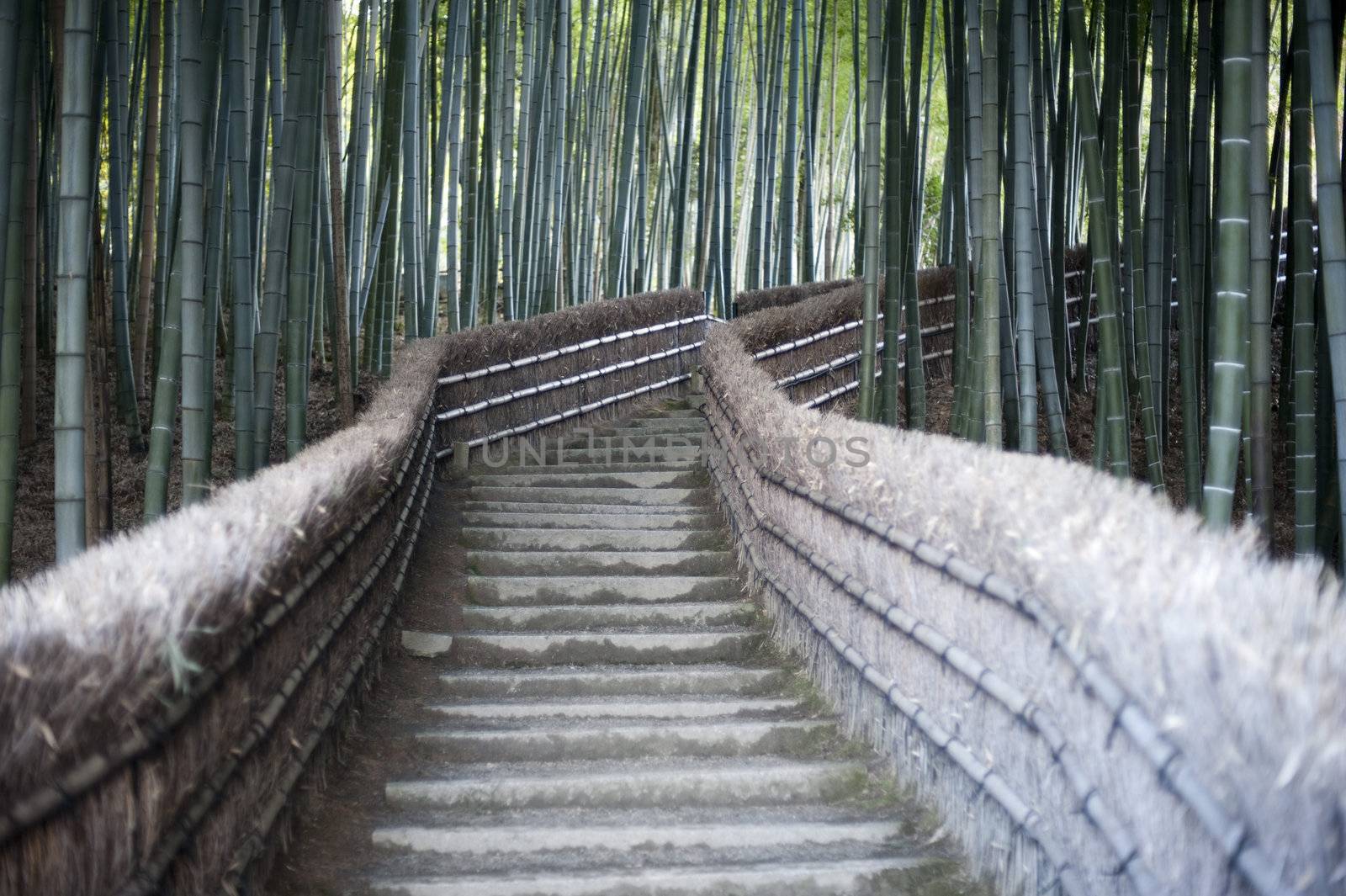 Steps leading through a bamboo woodland at Adashino Nenbutsu-ji temple, kyoto japan