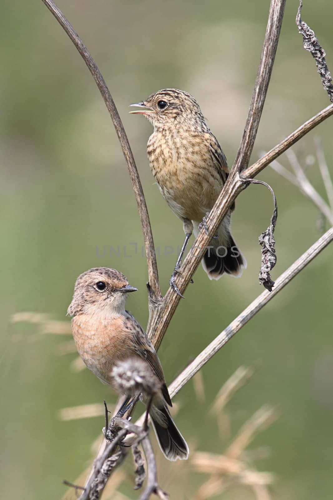 Whinchat and a young  whinchat sit on thistles