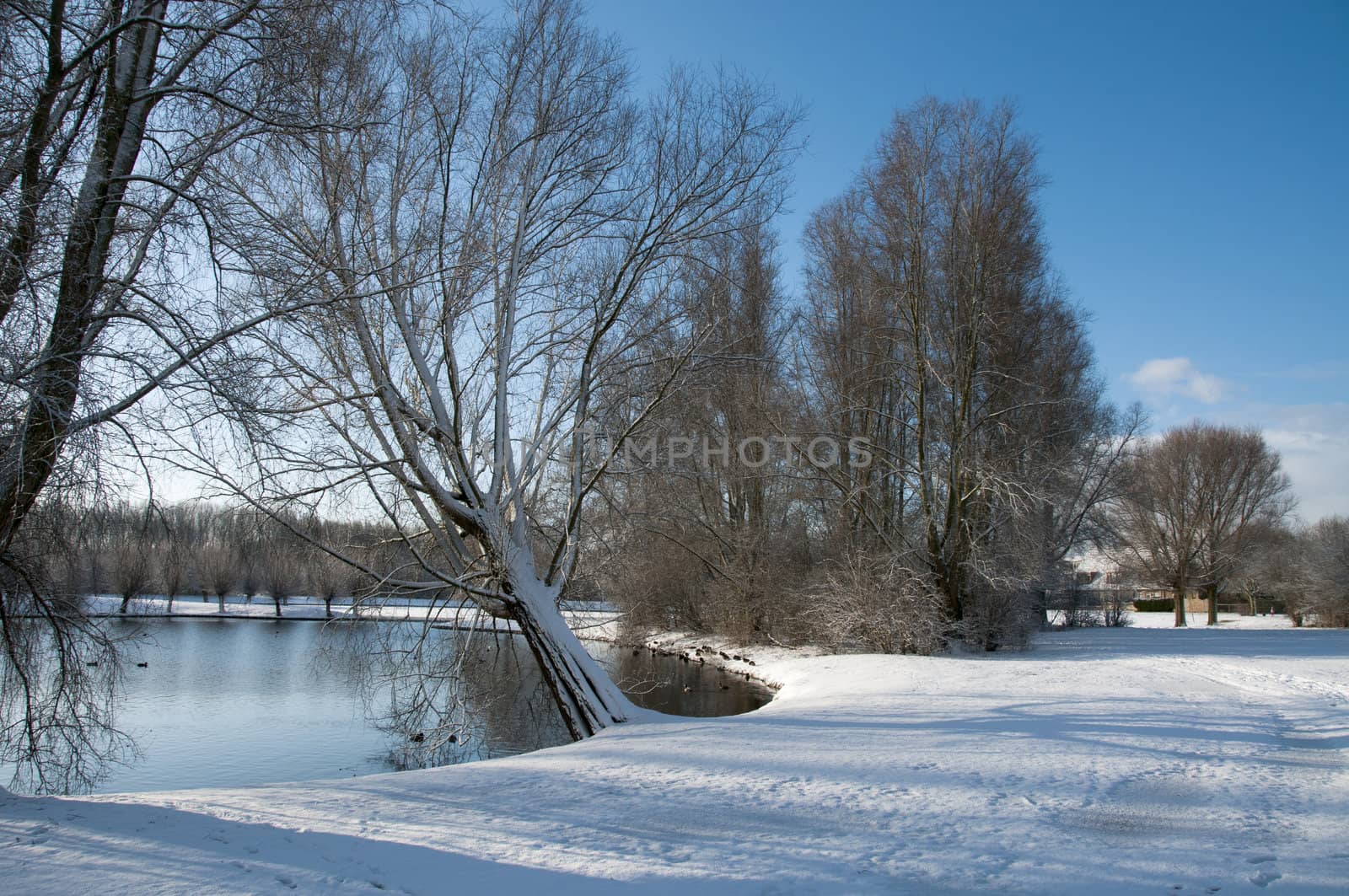 dutch landscape in the snow