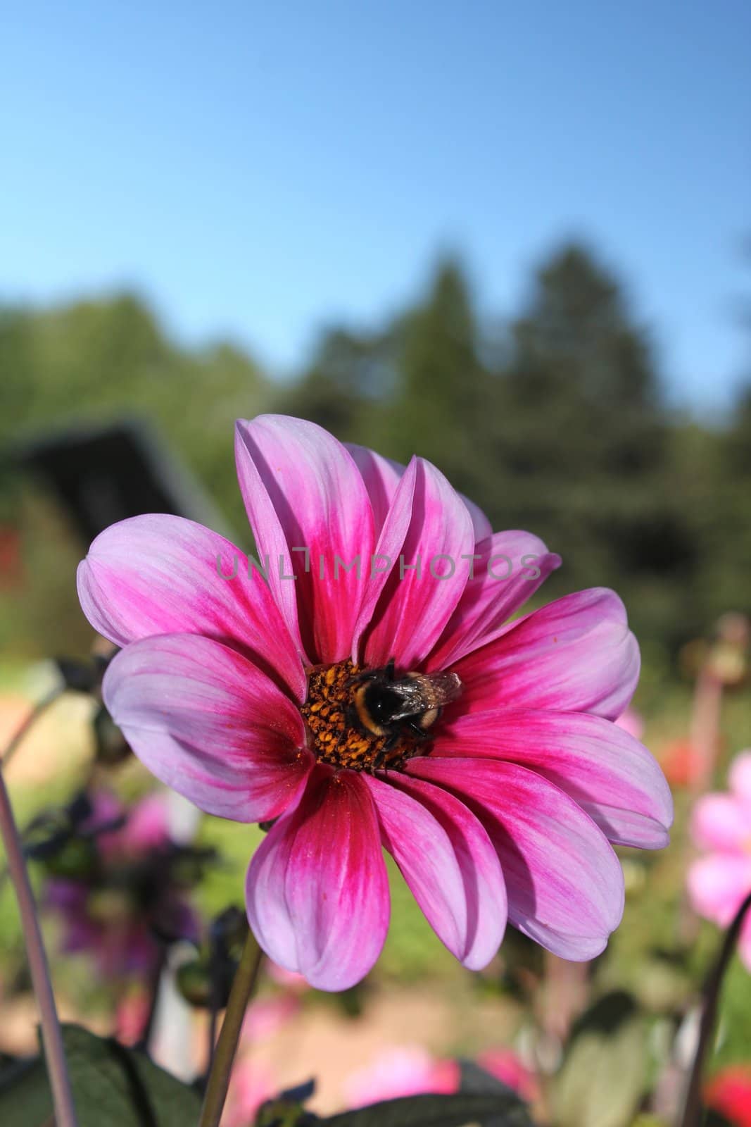 flower with bumblebee