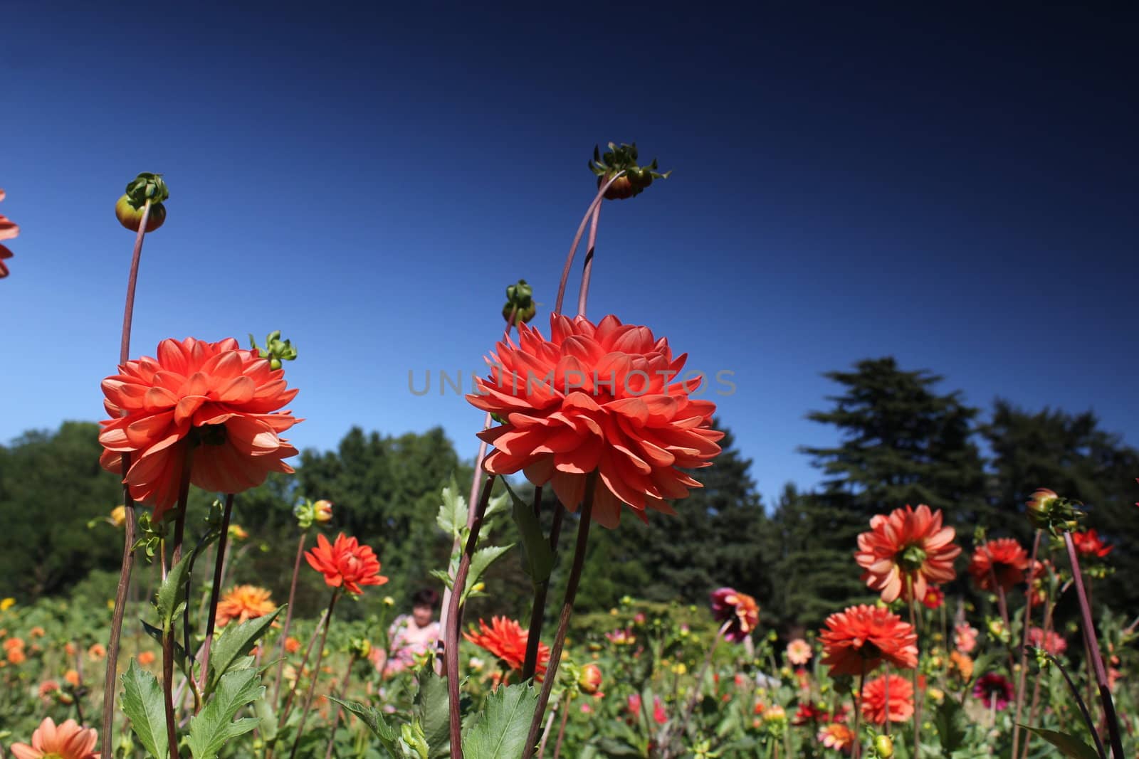 red flower meadow and blue sky