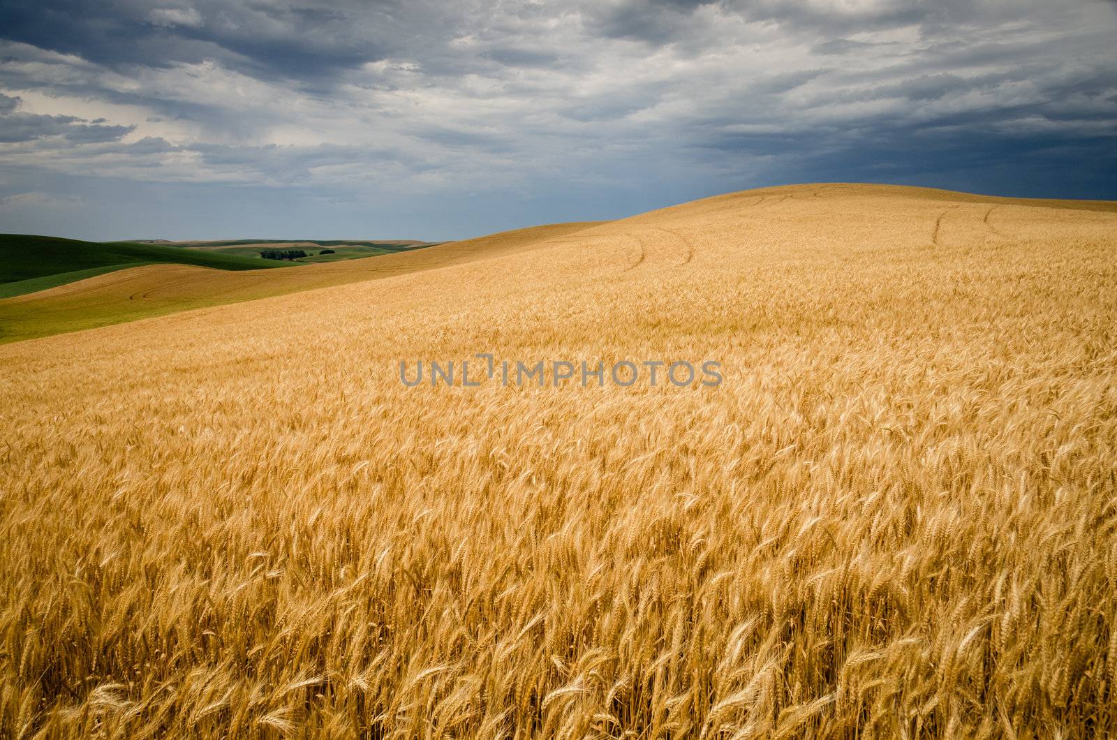 Ripe wheat field and storm clouds, Whitman County, Washington, USA