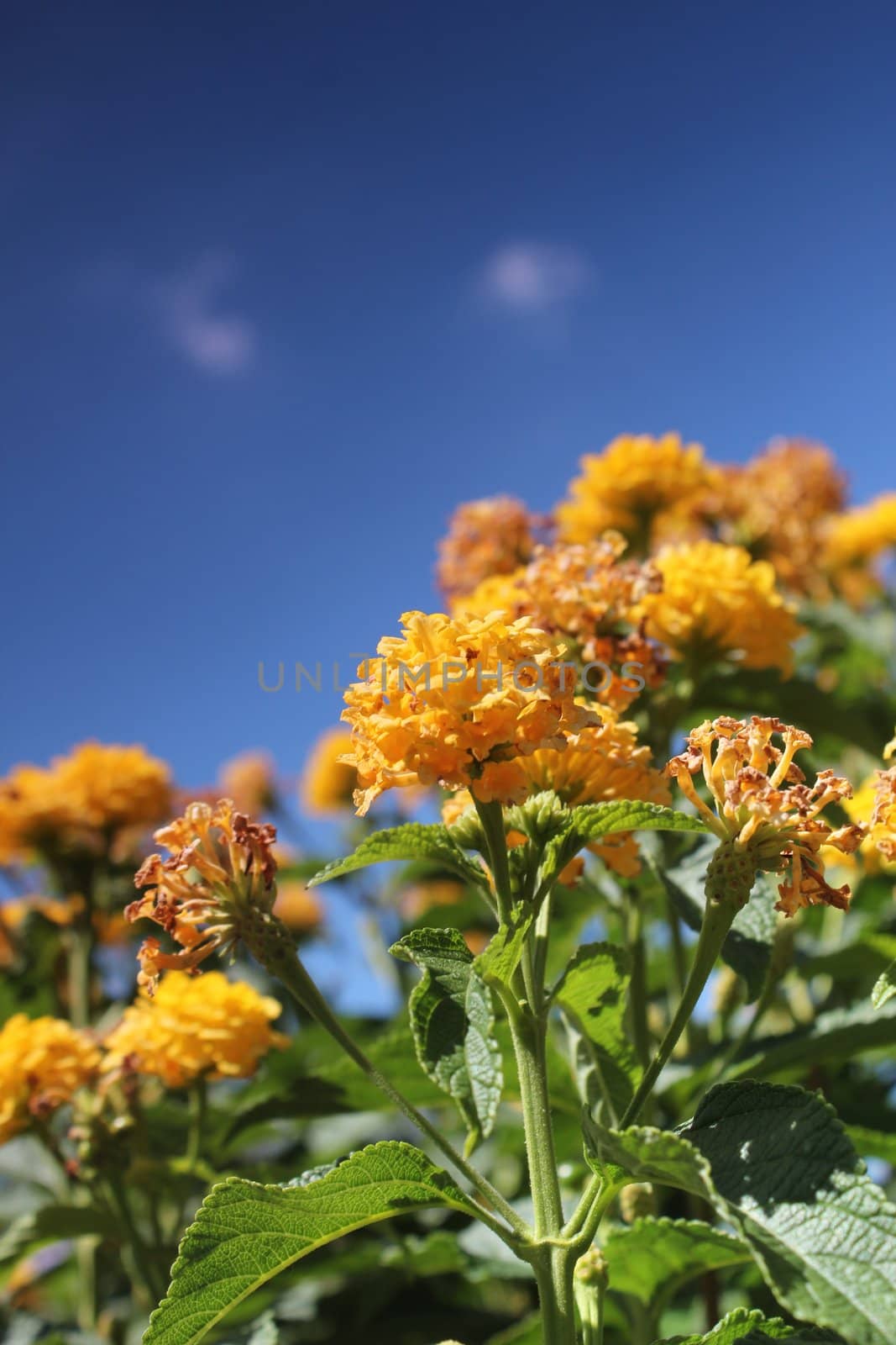 yellow flower meadow and blue sky by Teka77