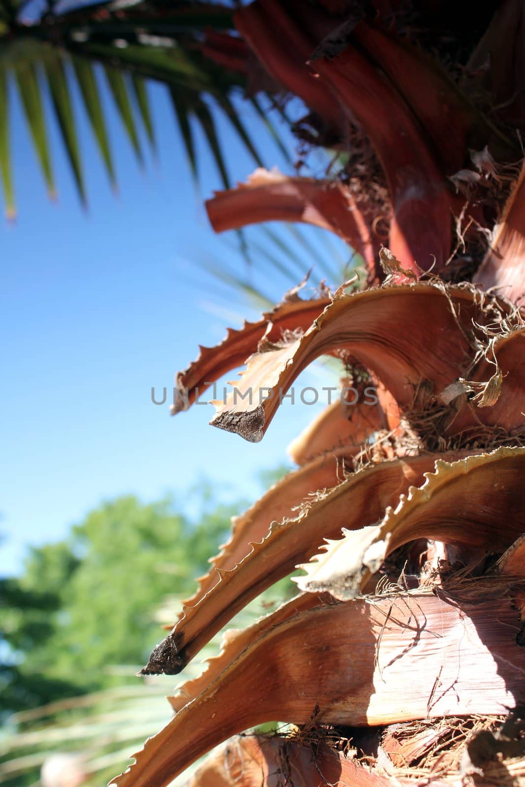 summer palm by Teka77