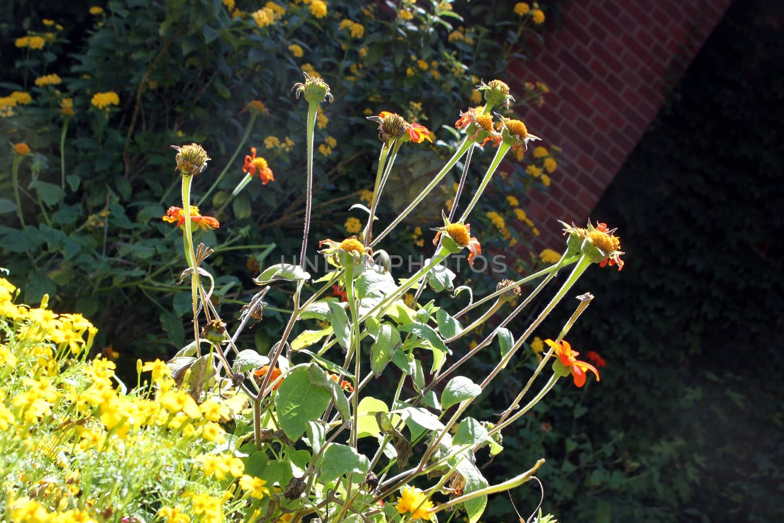 park flowers