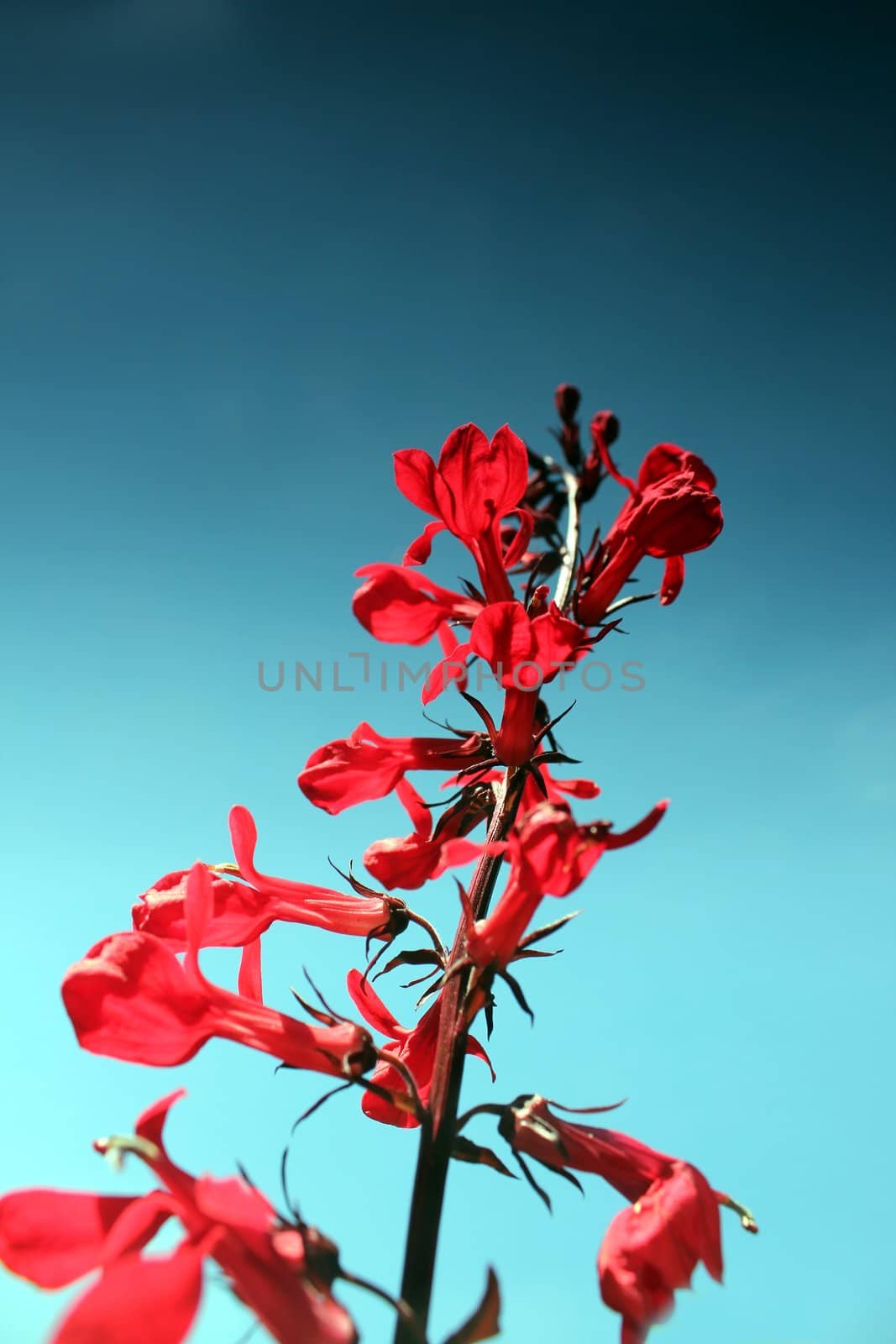 red flower and summer sky