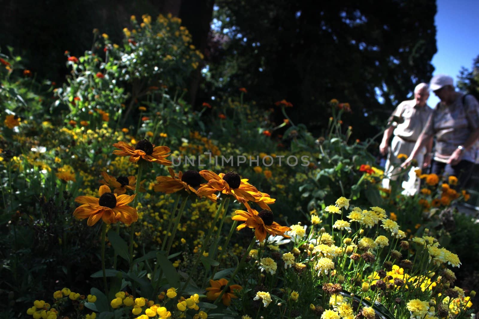 summer meadow in the park