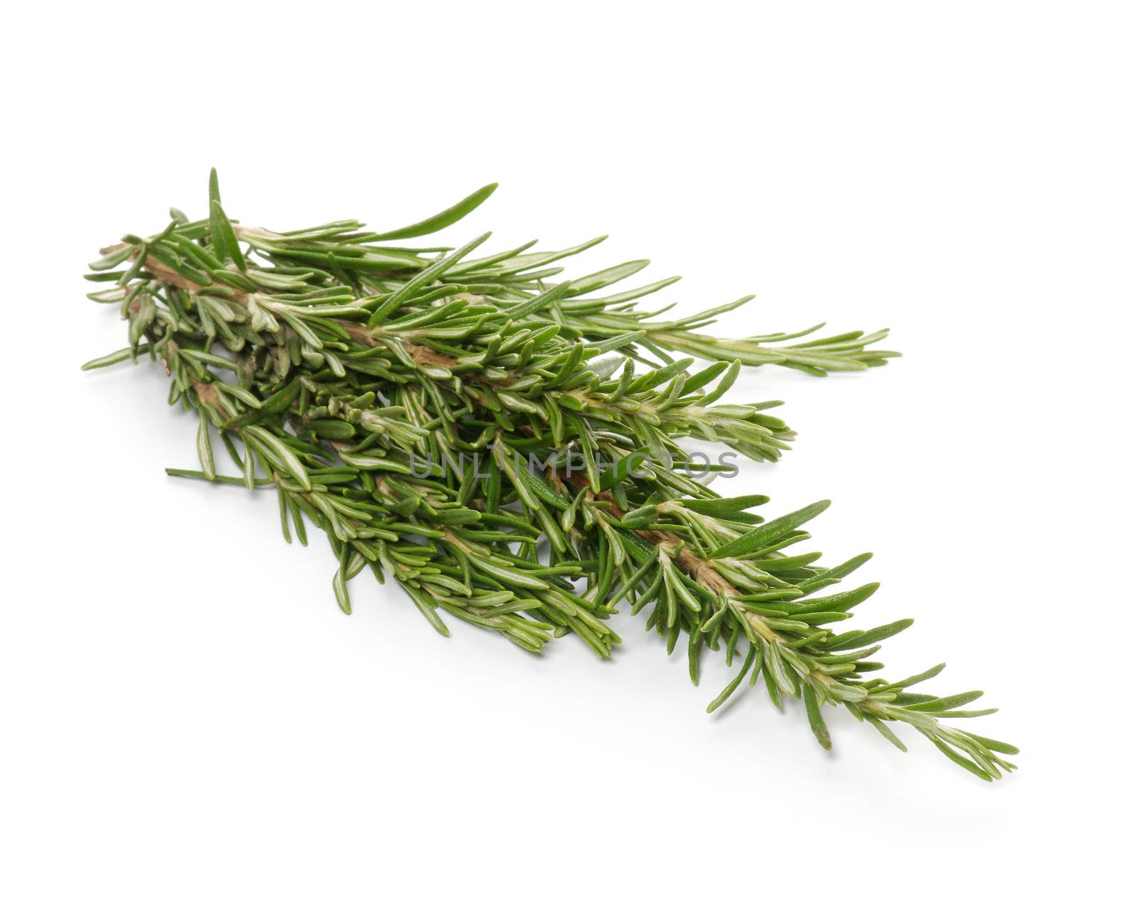 Bunch of Rosemary isolated on white background