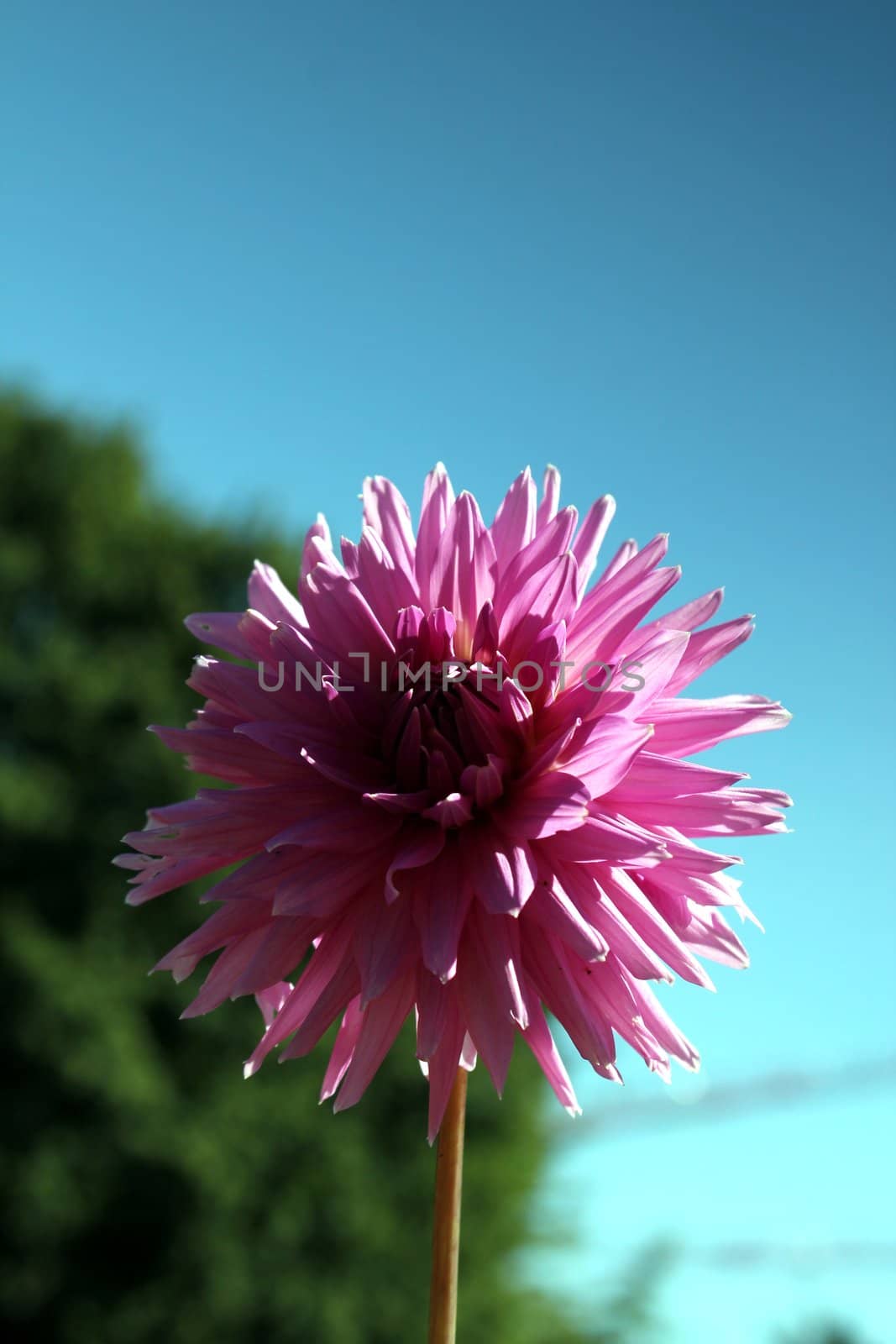 pink flower