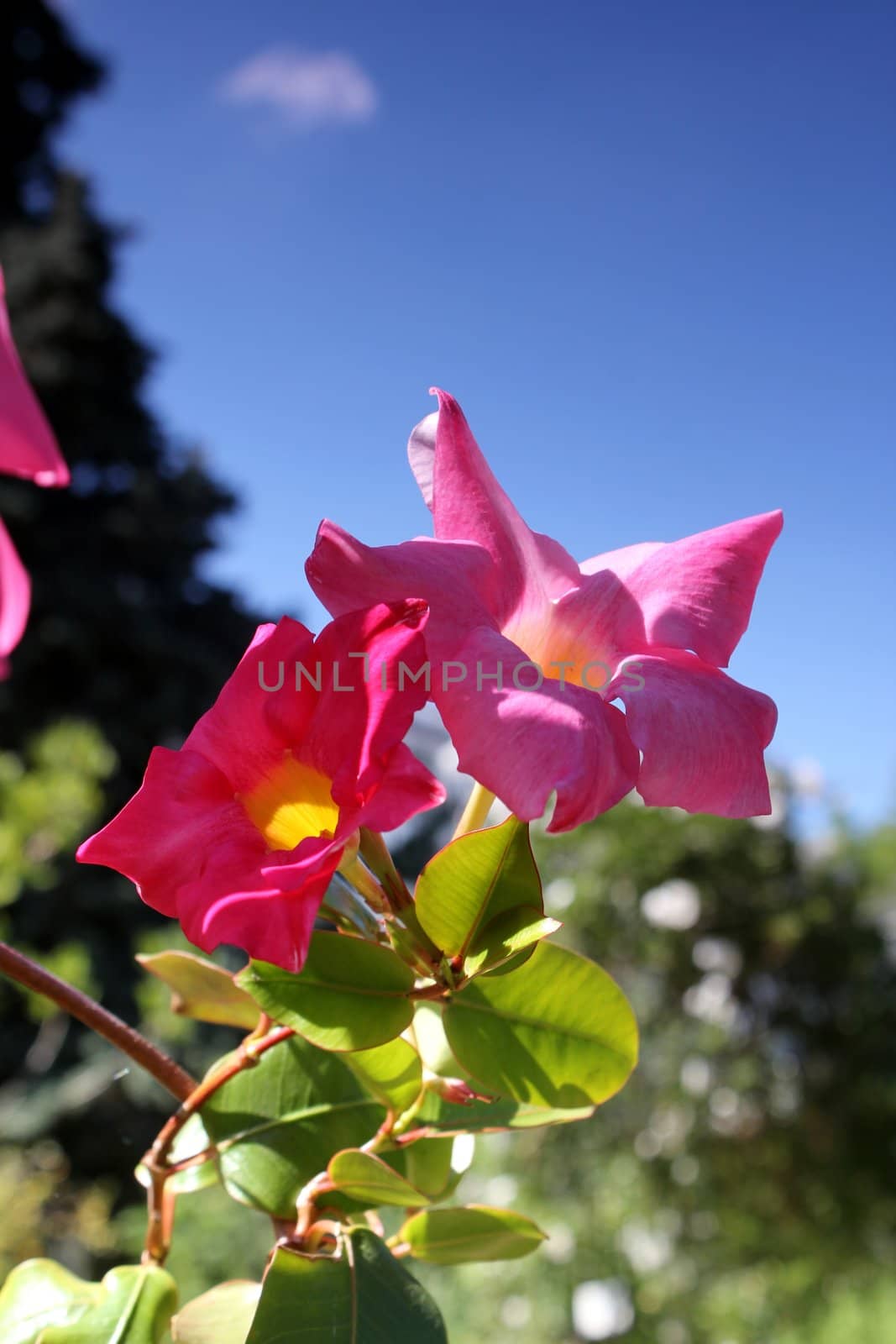 pink flowers by Teka77