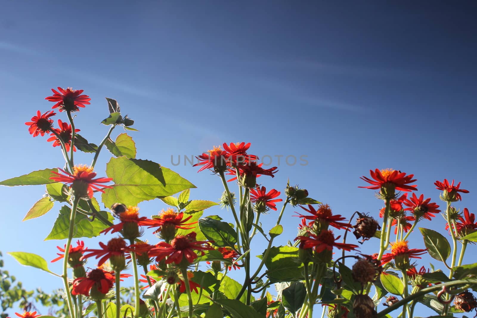 red flower meadow and blue sky