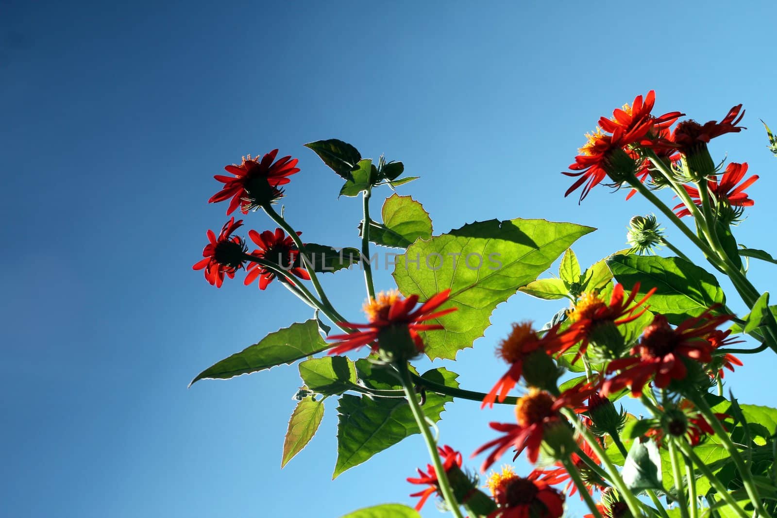 red flower meadow and blue sky