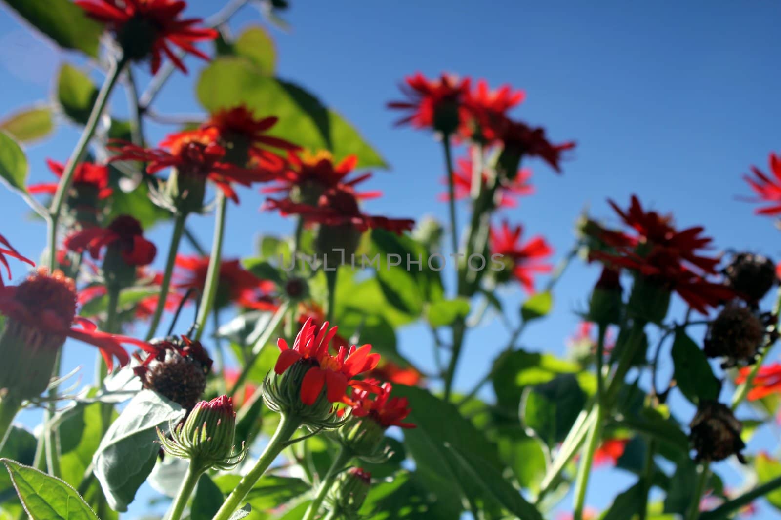 red flower meadow and blue sky