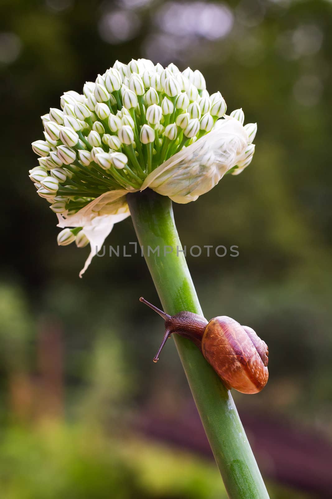 Close-up of crawling snail on green leaf early in the forest..