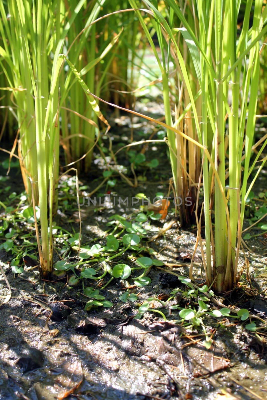 reed in a swamp