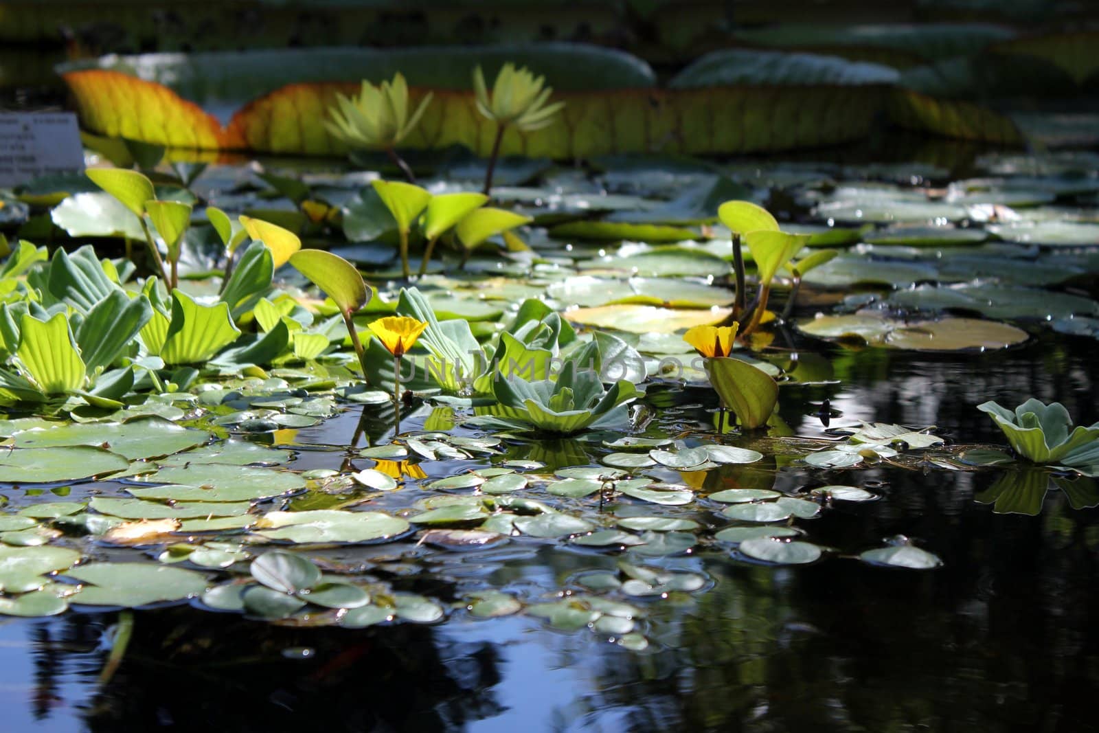 water lilies an a beautiful pond by Teka77