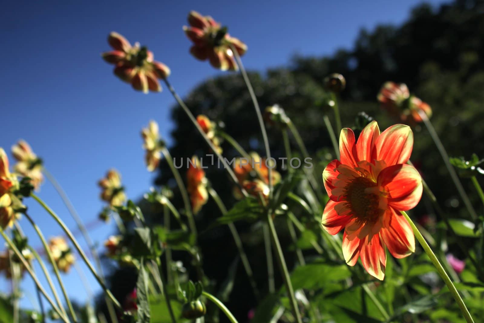 red and yellow flowers looking at the sun