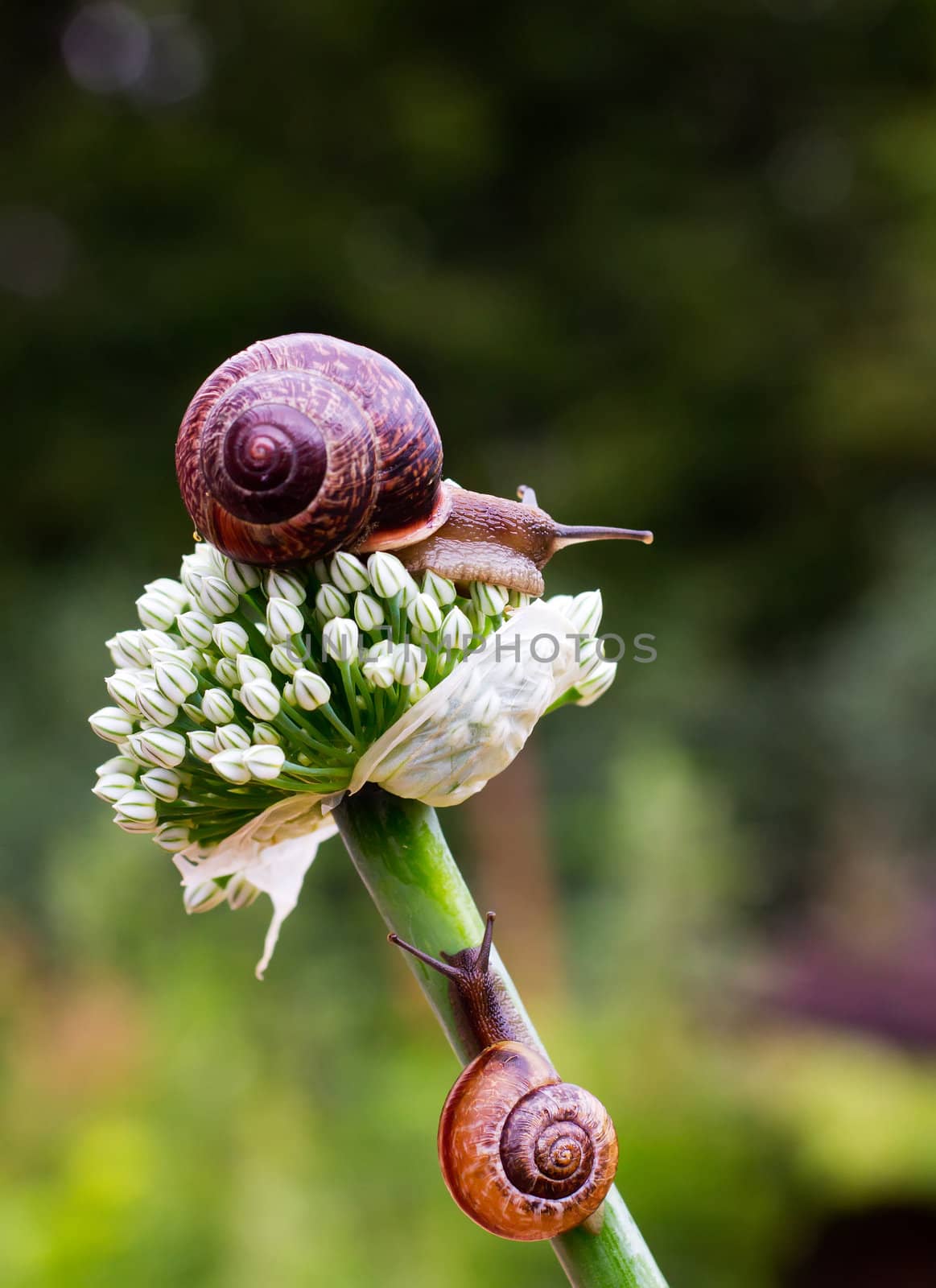 Close-up of crawling snail on green leaf early in the forest..