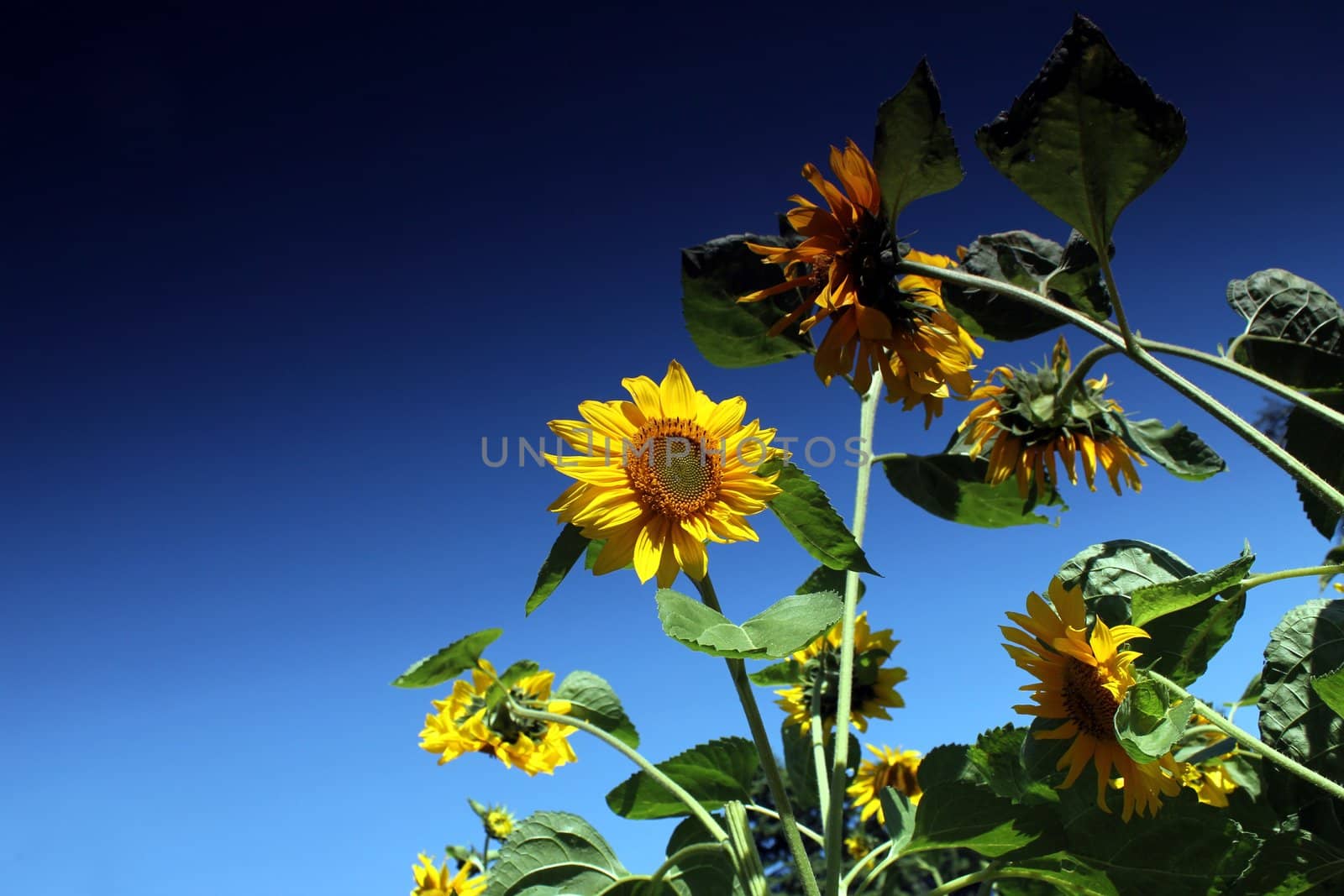 sunflowers and blue summer sky by Teka77
