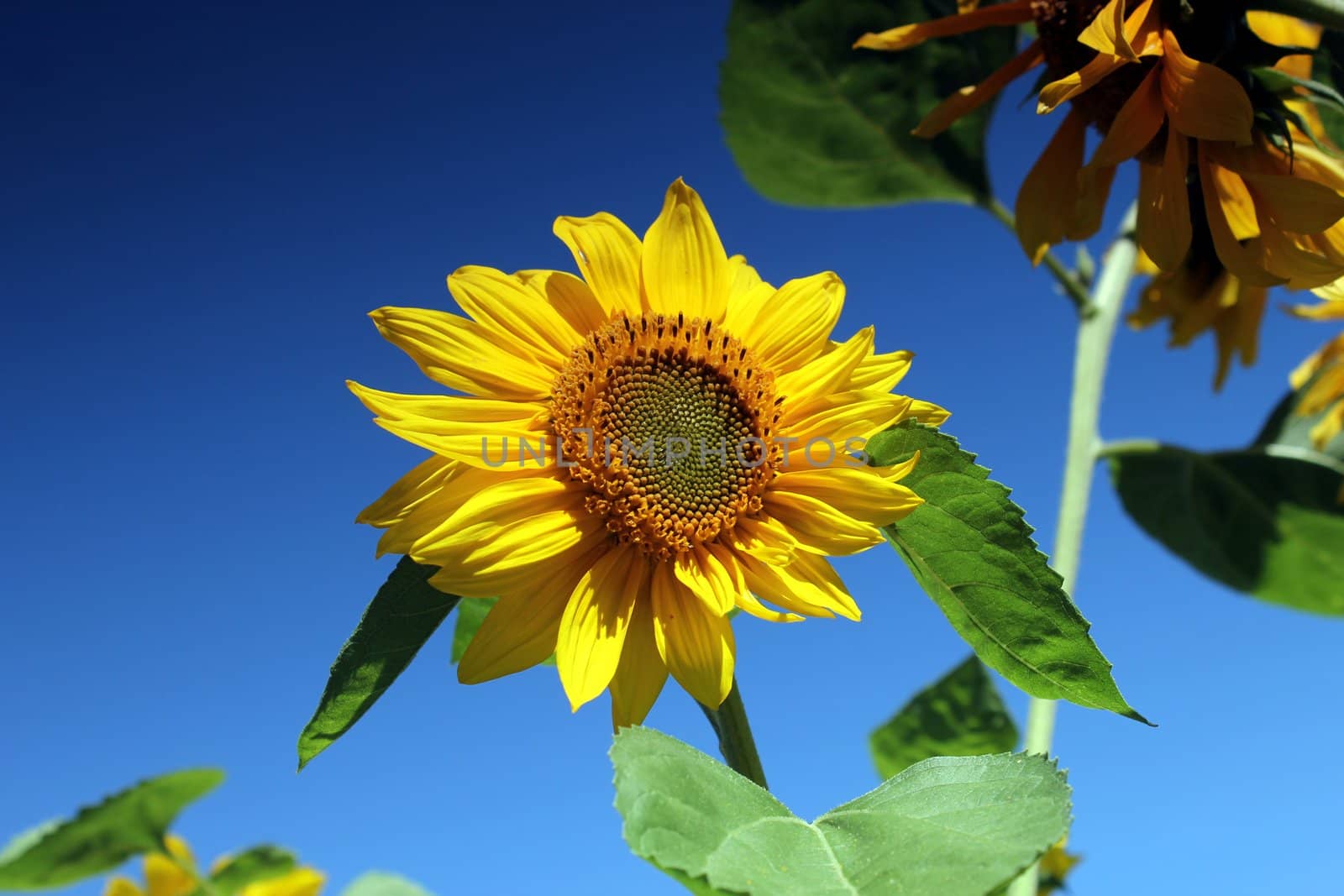 sunflower and blue summer sky by Teka77