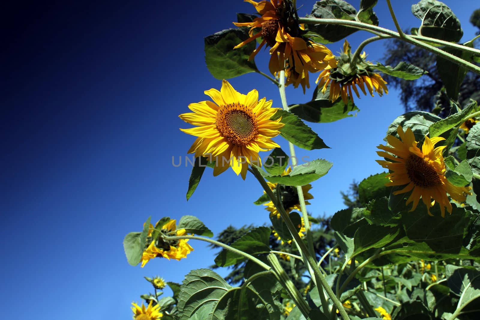 sunflowers and blue summer sky by Teka77