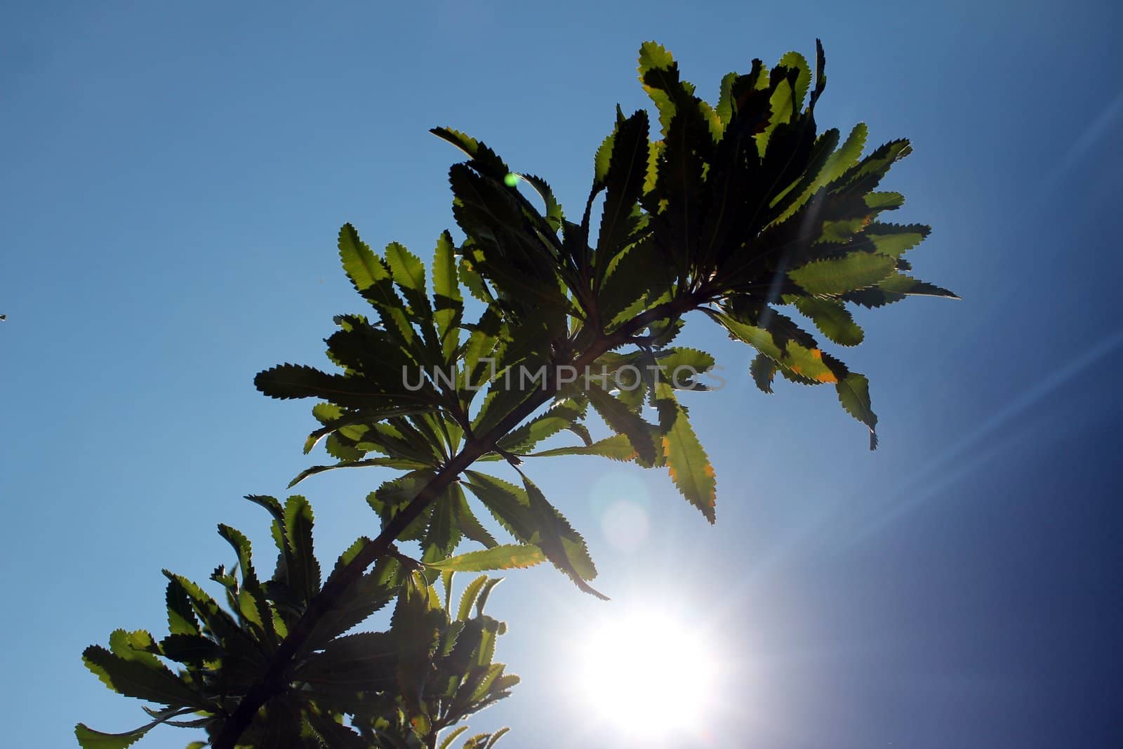 the summer sun and a plant by Teka77