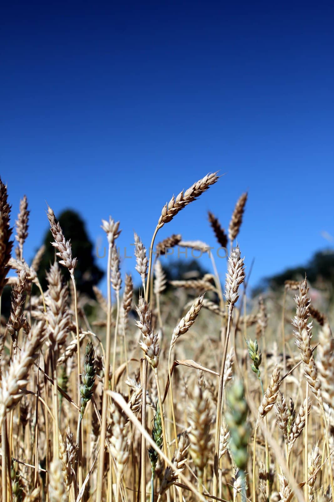 wheat field with summer sky