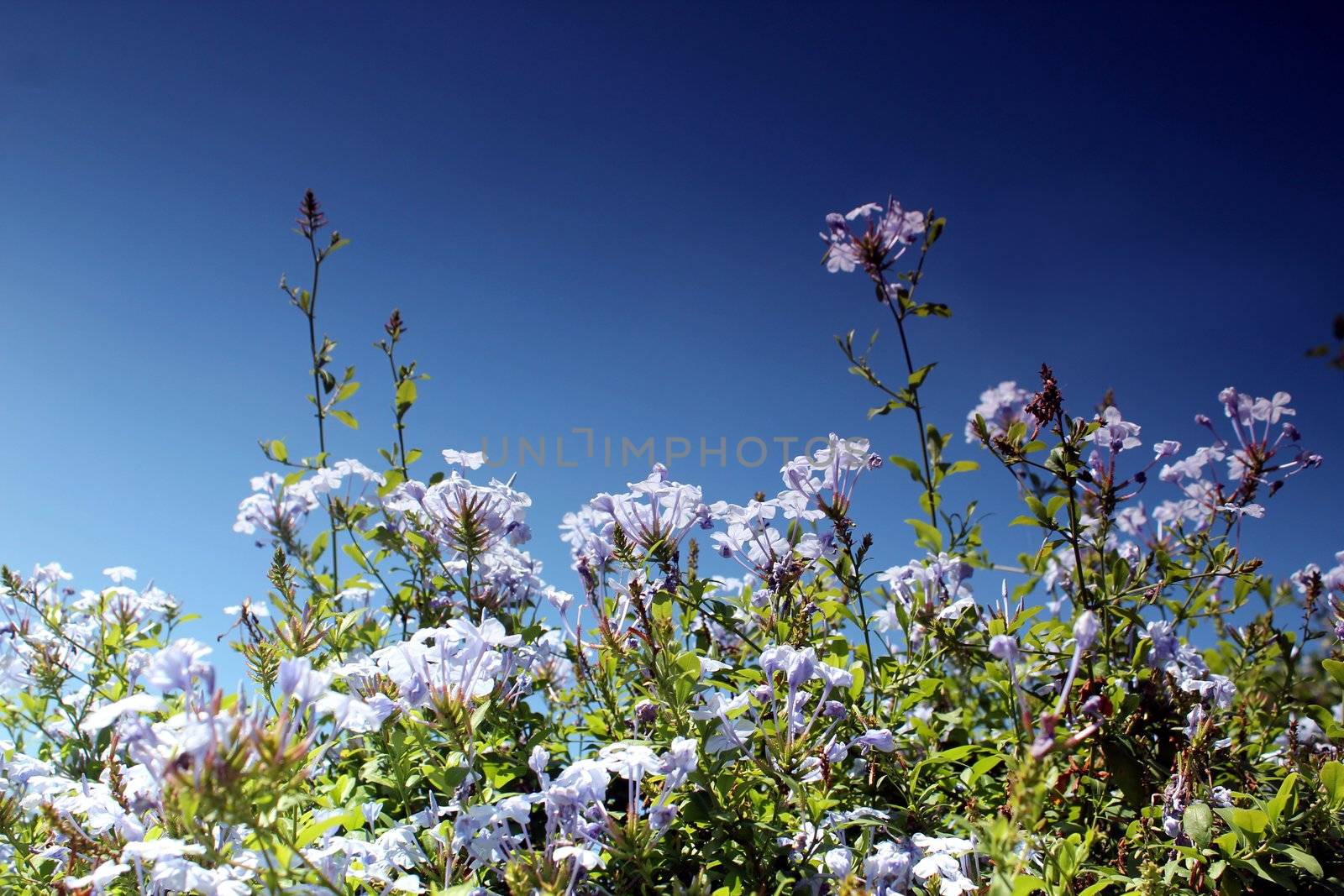 blue flower meadow and blue sky