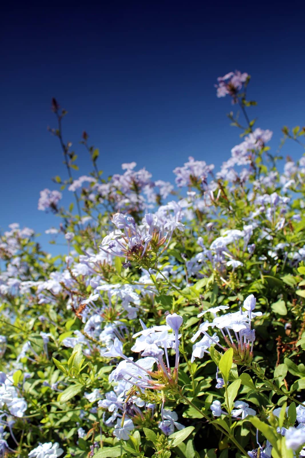 blue flower meadow and blue sky by Teka77