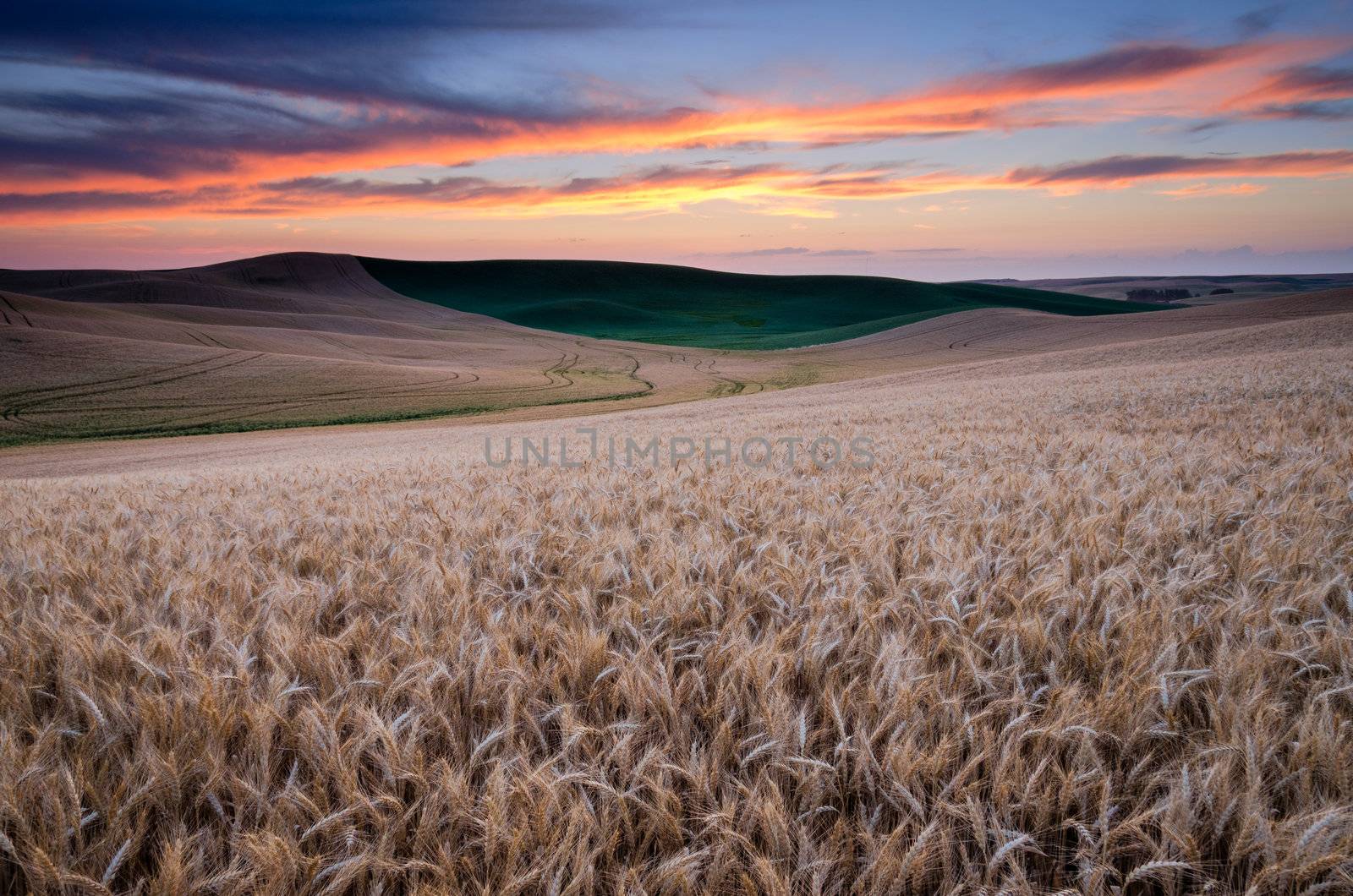 Ripe wheat fields at sunset in summer, Whitman County, Washington, USA by CharlesBolin