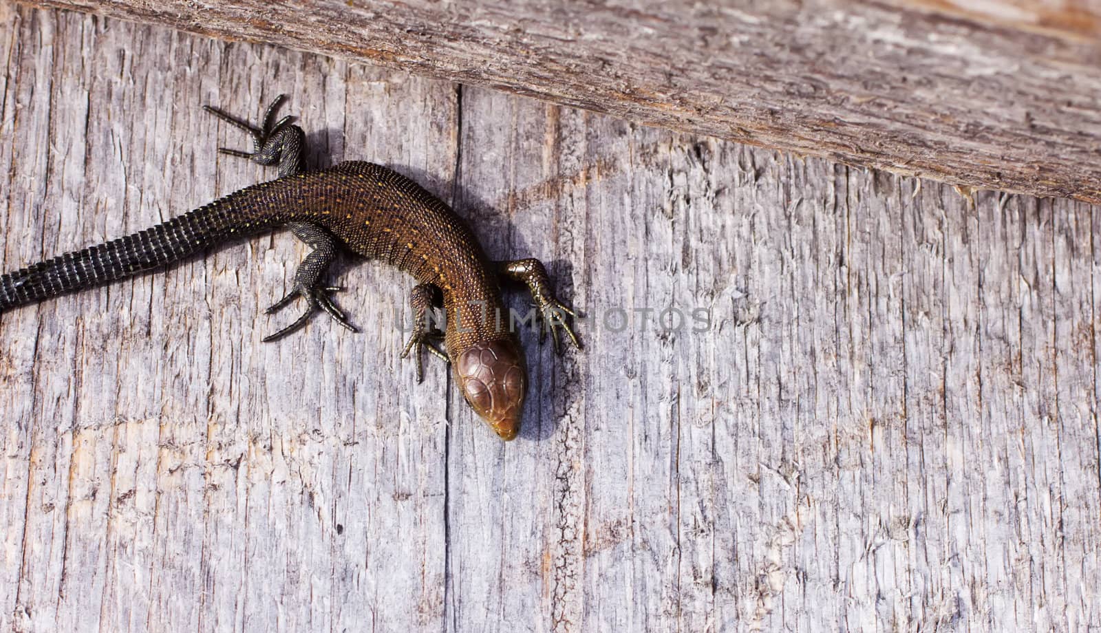 Meadow lizard, warming afternoon sun on the tree.