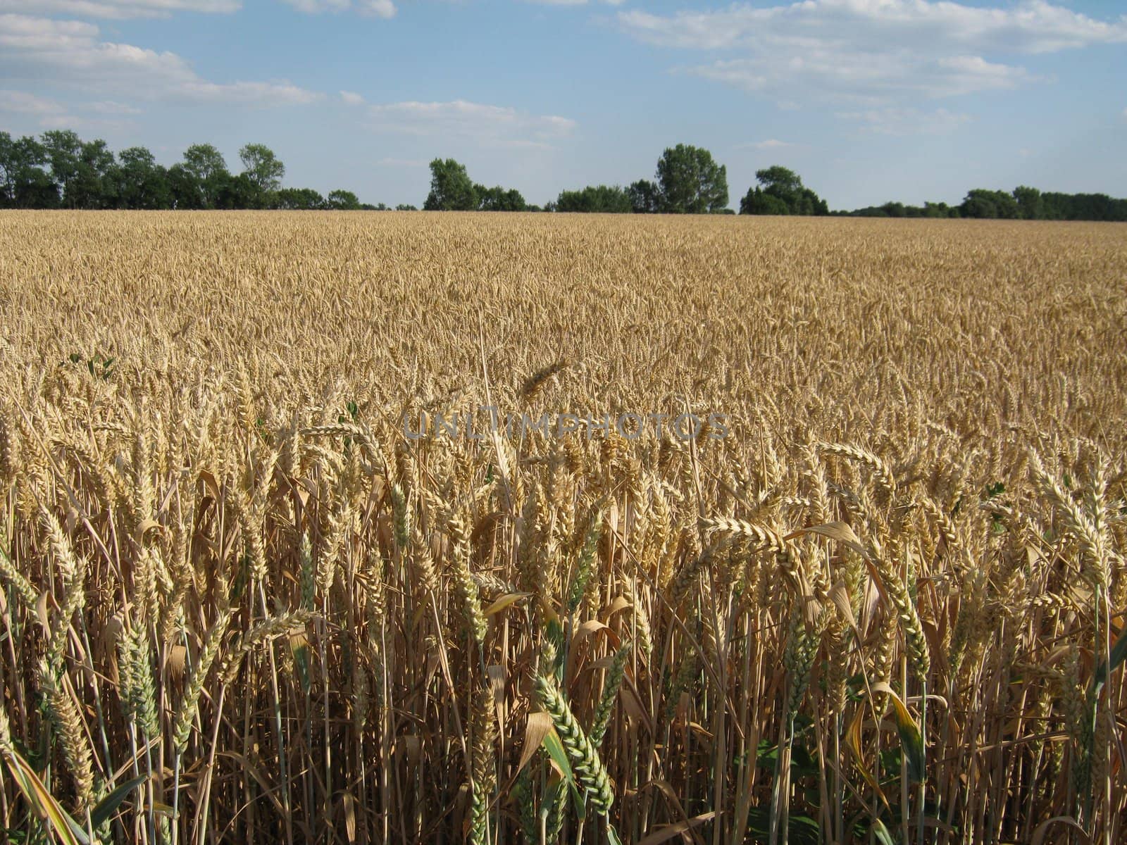 Ears of a wheat field near the forest with blue sky clouds