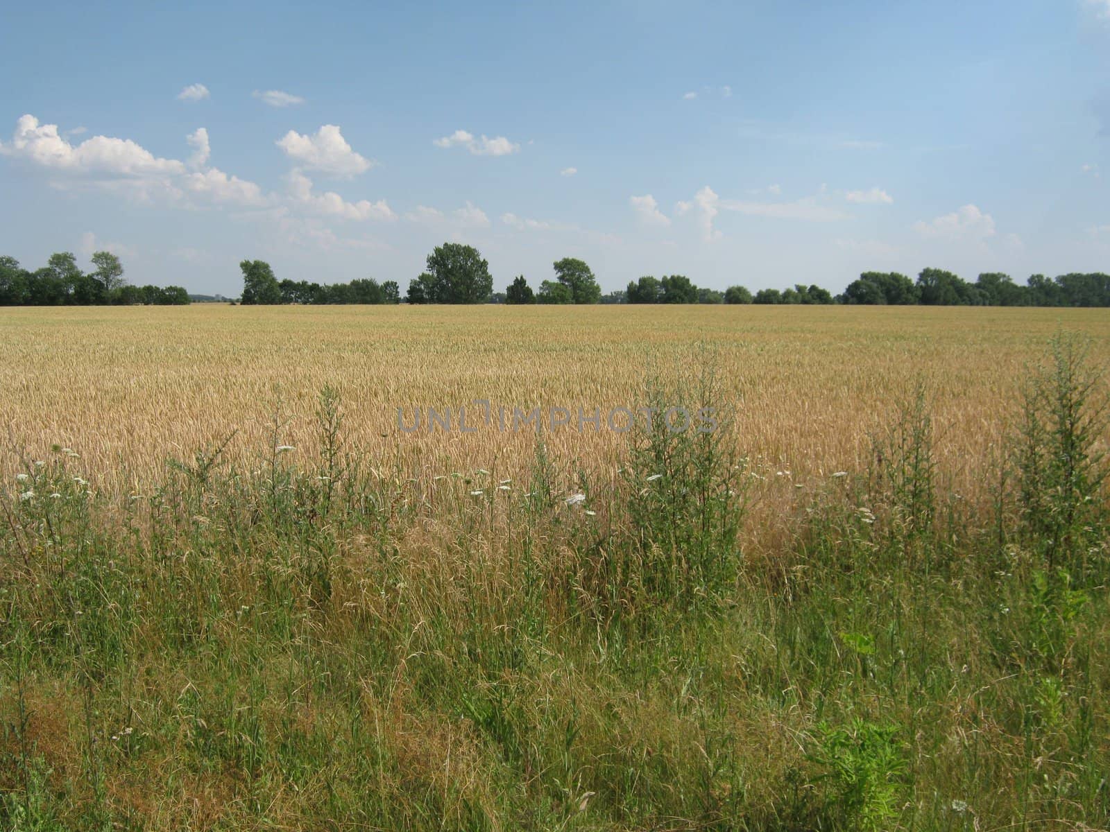 Wheat field at the edge of the forest by discovery