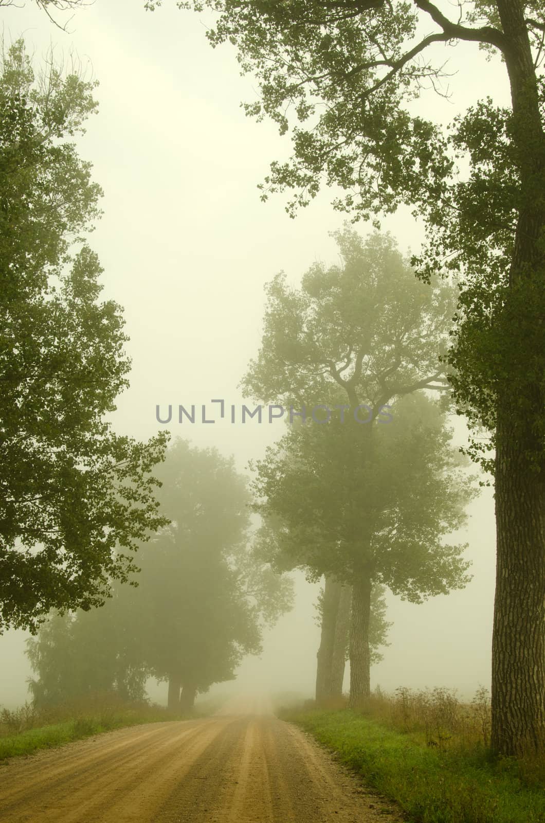 Gravel road old trees drown in morning fog by sauletas