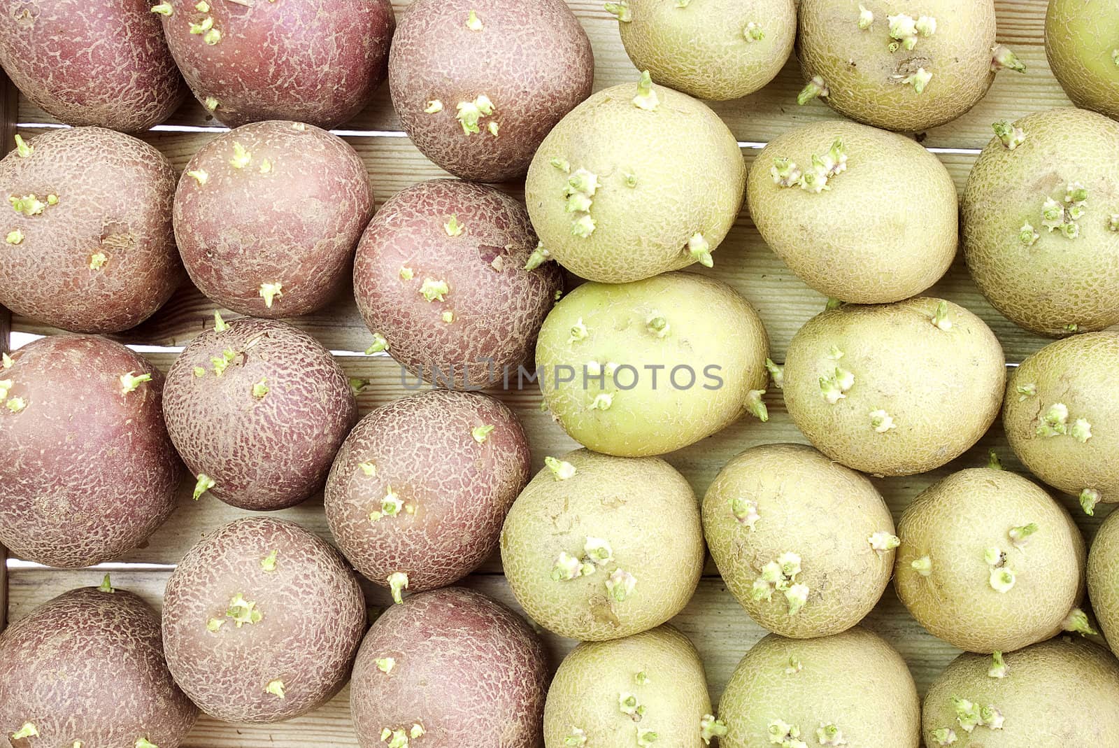 Two grades of potato prepared for landing