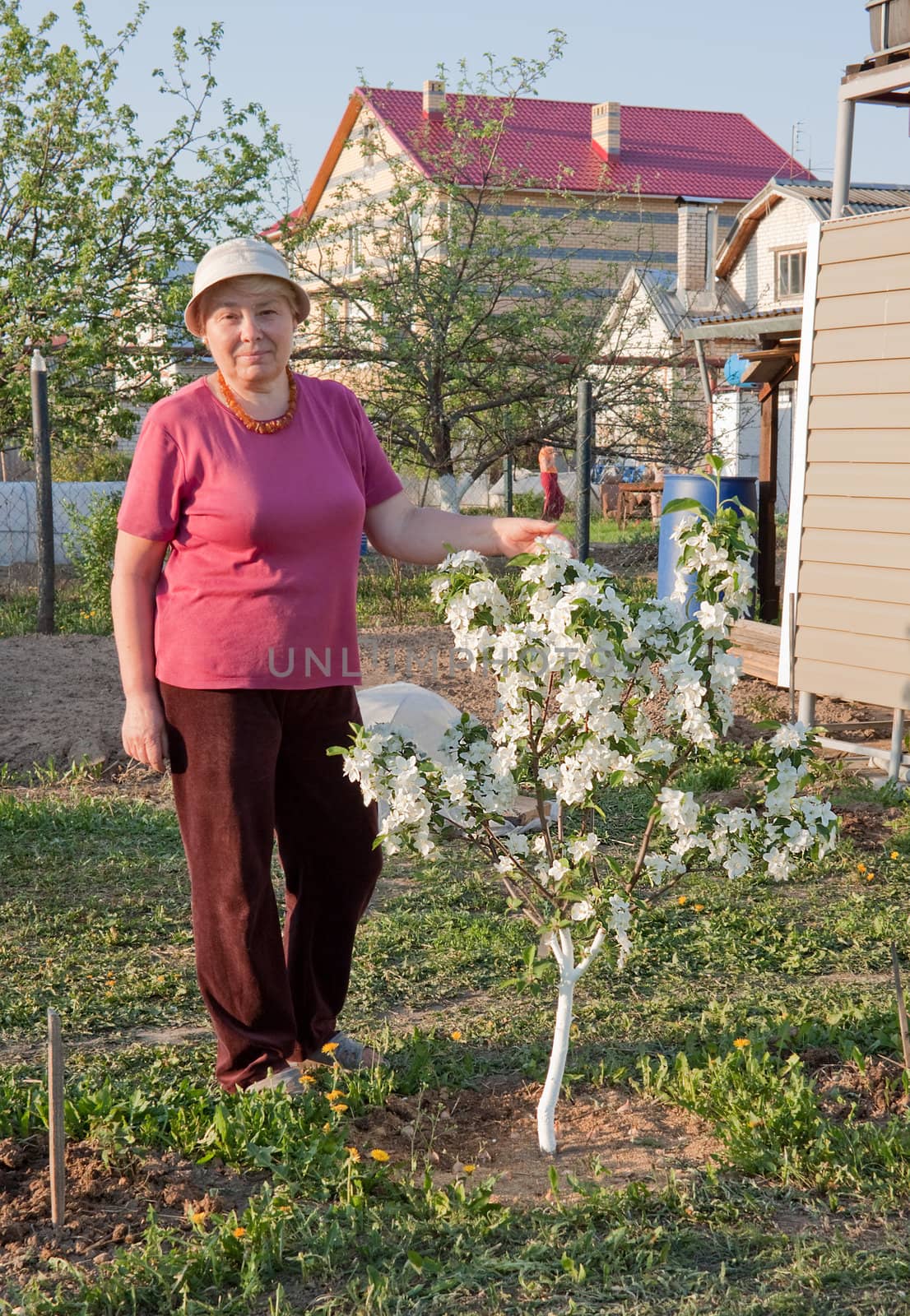 Plentiful flowering of a dwarfish apple-tree in an amateur garden