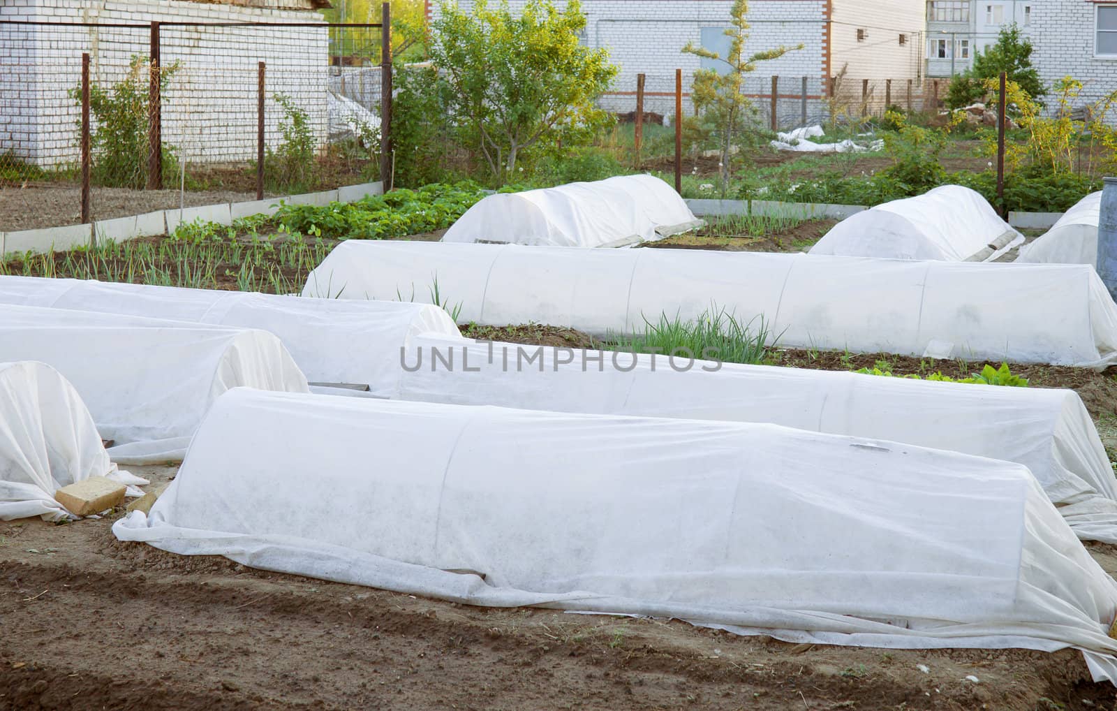 Preparation of the garden before the morning frost