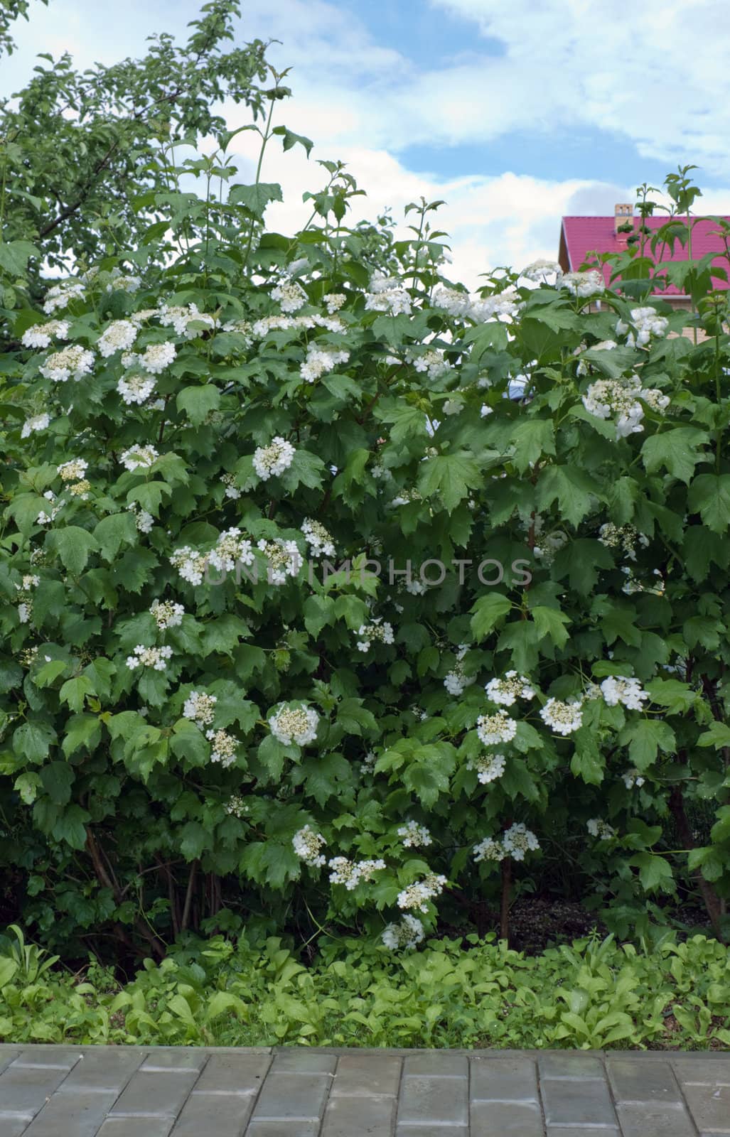 Viburnum flowering in garden on summer residence