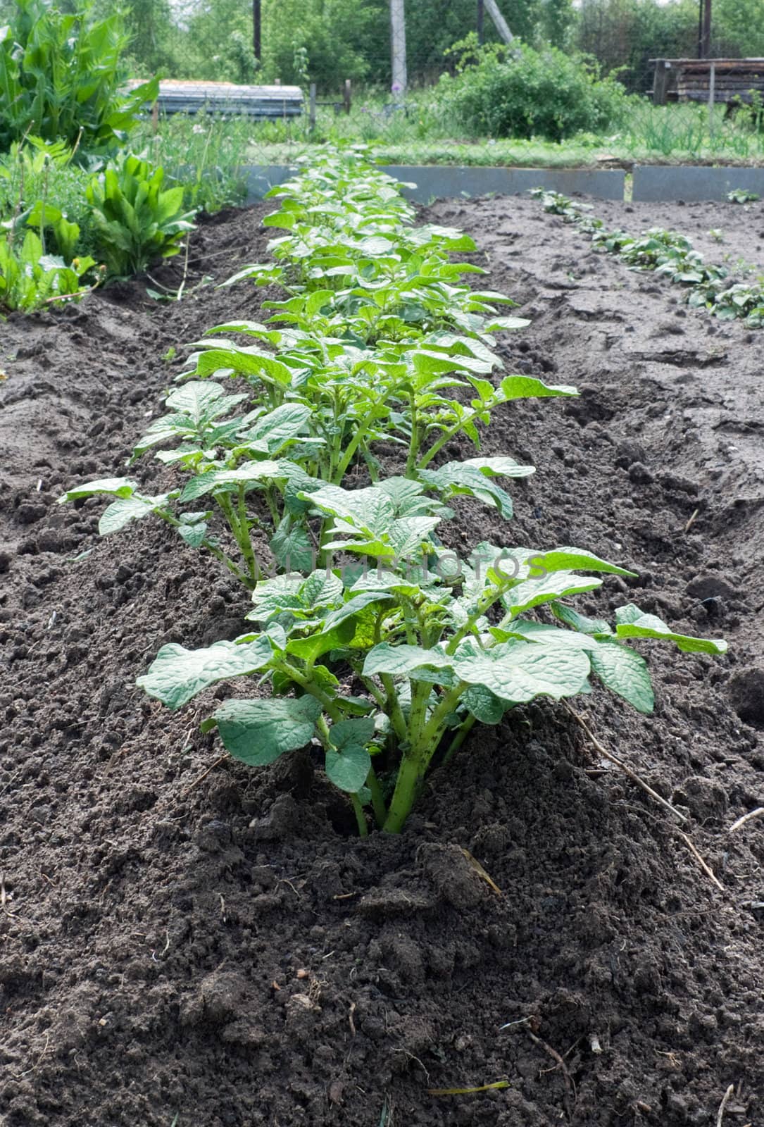 Salad, fennel, onions grow together on kitchen garden